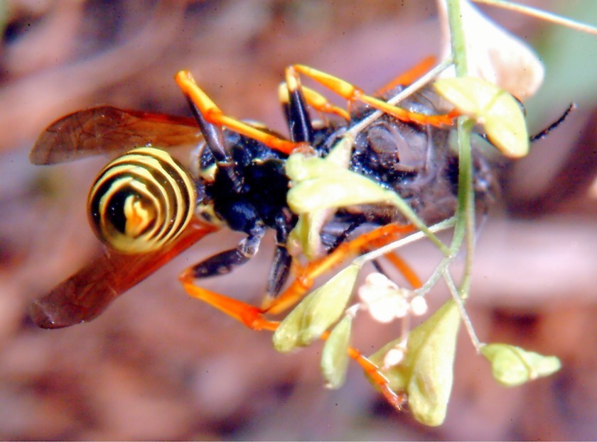 Polistes gallicus